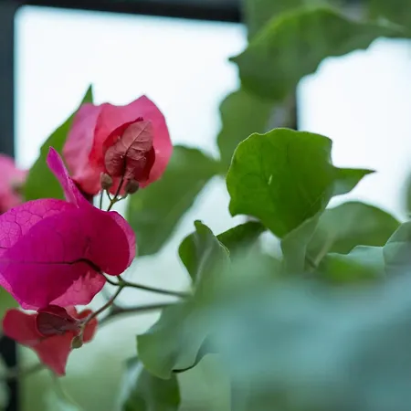 Iris' Garden Retreat *