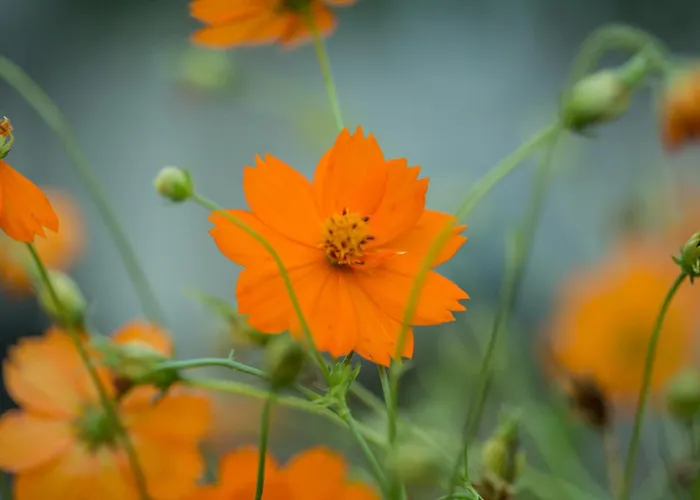 Iris' Garden Retreat Szálloda Corinth